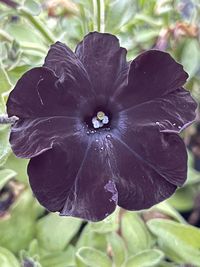 Close-up of purple flower