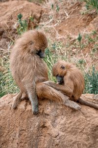 Baboons sitting outdoors