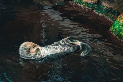 High angle view of otter in lake