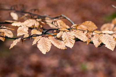 Close-up of dry leaves on tree