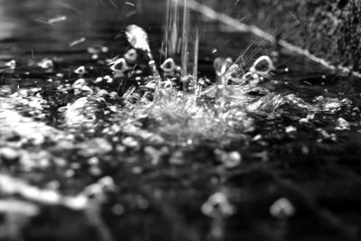 Close-up of turtle in water