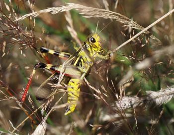 Close-up of insect on plant