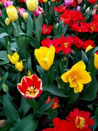 Close-up of yellow flowers blooming outdoors