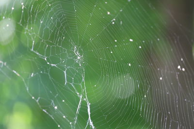 Spiderweb in sunlight.