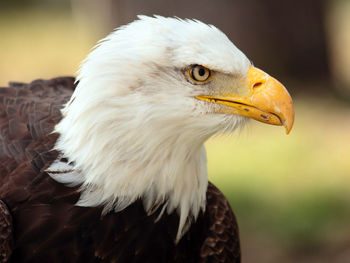 Close-up of eagle