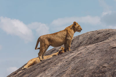 Lioness with cub on a rock against the sky