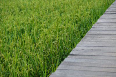 View of boardwalk in field