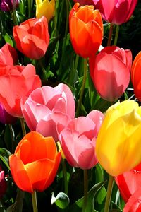 Close-up of red tulips