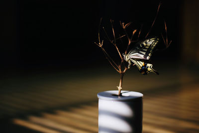 Close-up of illuminated candle