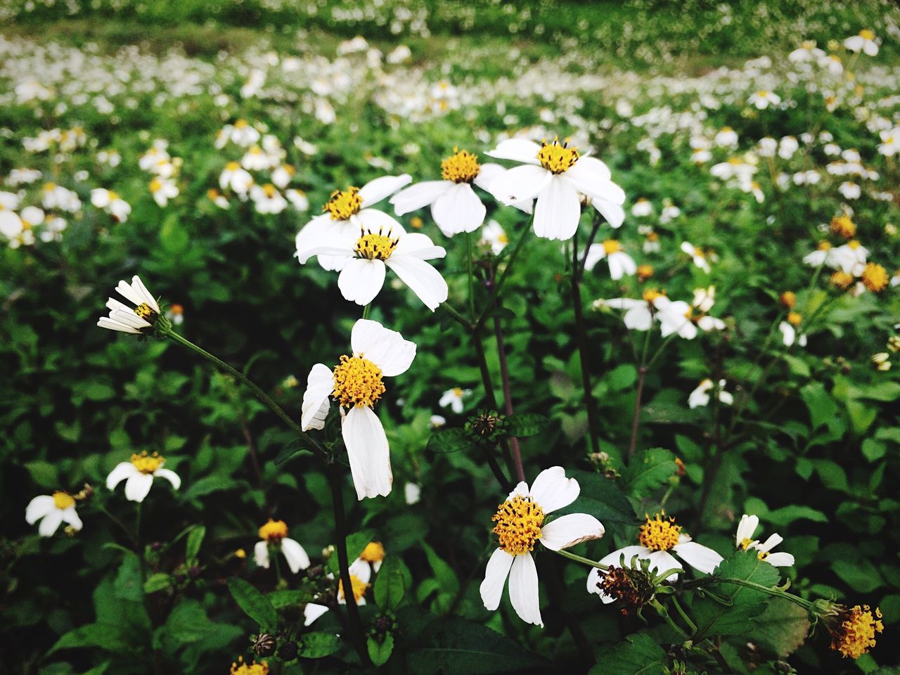 flower, freshness, petal, fragility, white color, growth, flower head, beauty in nature, blooming, nature, daisy, plant, focus on foreground, high angle view, pollen, field, yellow, in bloom, day, close-up