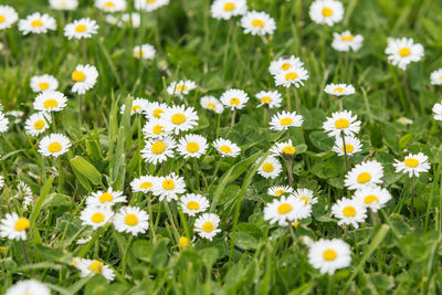 Close-up of daisies blooming in field