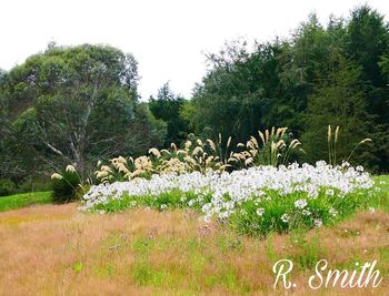 Plants growing on landscape against sky