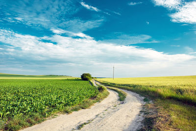 Dirt road amidst agricultural field against sky