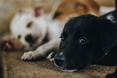 Close-up of puppy lying down on floor