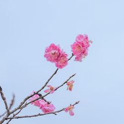 Low angle view of pink flowers against clear sky