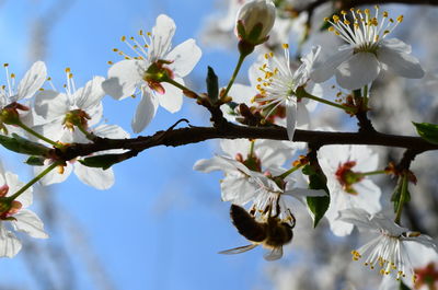 Close-up of white cherry blossom tree