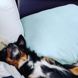 High angle view of dog sleeping on bed