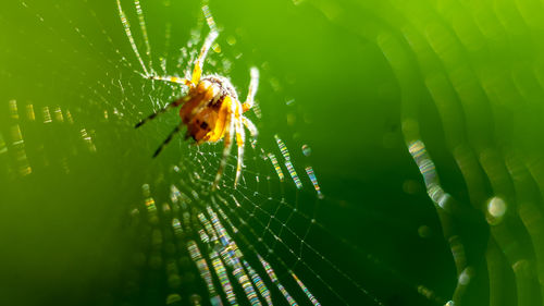 Close-up of spider on web