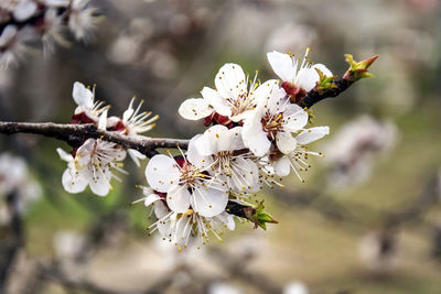 Natural backgrounds with blossom delicate apricot flowers. apricot's blooming branch in the garden.