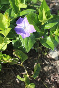 plant part