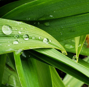 Close-up of raindrops on leaves