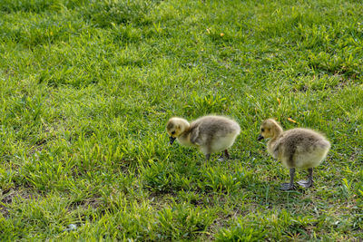 Sheep in a field