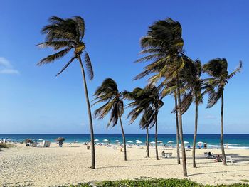 Palm trees on beach against clear blue sky