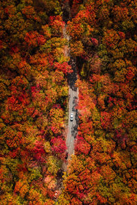 High angle view of trees in forest during autumn