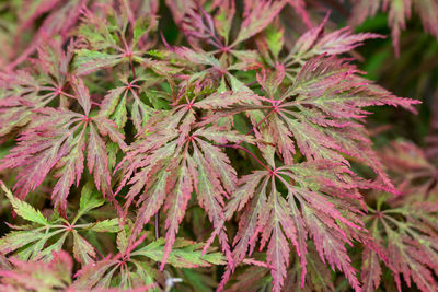 Close-up of plants during autumn