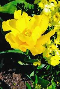 Close-up of yellow flower