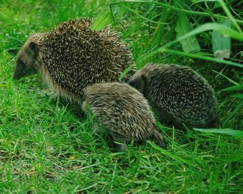 Porcupines walking on grass