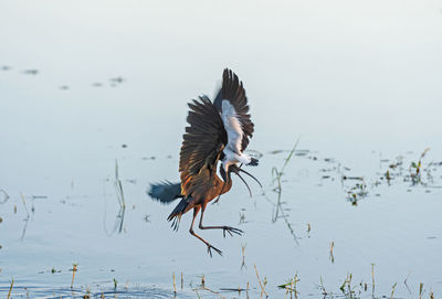 Two birds flying into each other in chobe national park in botswana