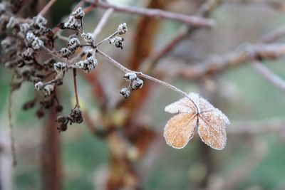 Close-up of frozen plant during winter