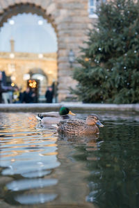 Ducks swimming in water