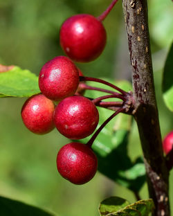 Close-up of cherries on tree