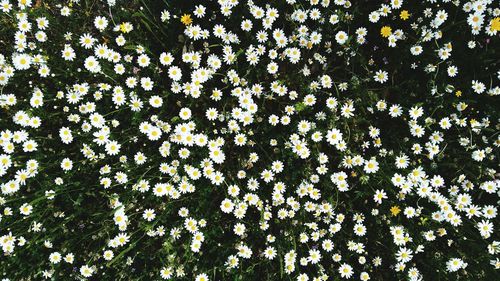 Full frame shot of yellow flowers