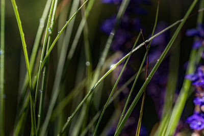 Close-up of plant growing in field