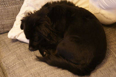 Close-up of dog sleeping on bed