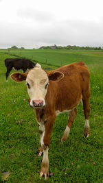 Cow standing in a field