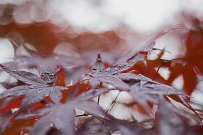 Close-up of autumnal leaves on tree during winter