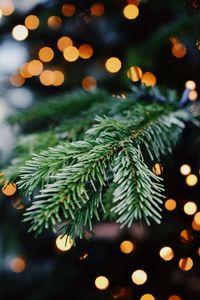 Close-up of christmas tree against illuminated lights at night