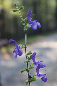 Close-up of purple flowering plant