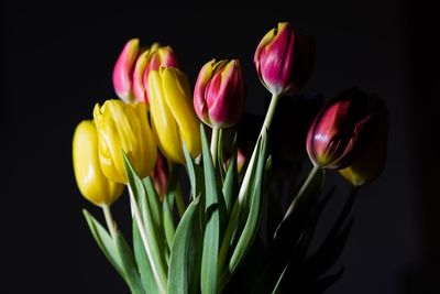 Close-up of tulips against black background