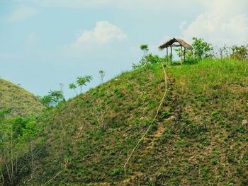 Plants growing on land