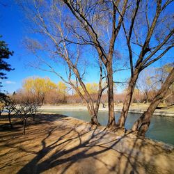 Bare trees by plants against sky