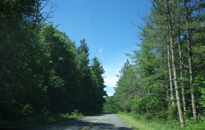 Road amidst trees in forest against sky