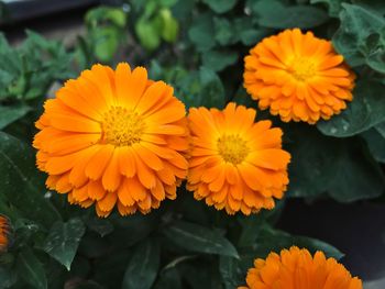 Close-up of orange flowering plant