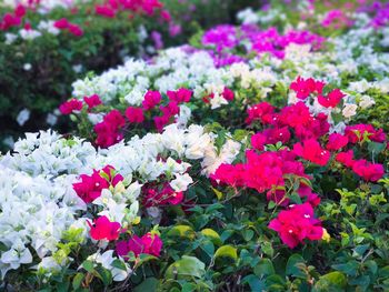 Close-up of pink flowers blooming outdoors