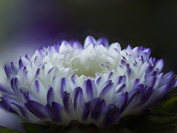 Close-up of purple crocus blooming outdoors