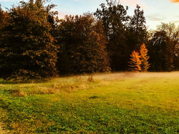 Trees on field against sky during autumn